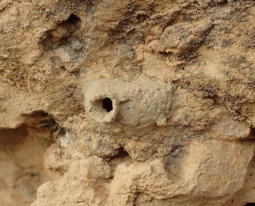 Eumenes sp.